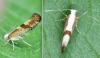 Argyresthia pruniella